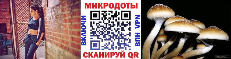 Купить закладки  Кыштым  Псилоцибиновые грибы GOLDEN TEACHER 